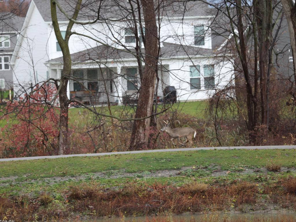 គន្លឹះសម្រាប់ការលេងក្នុងពិភពថ្មី