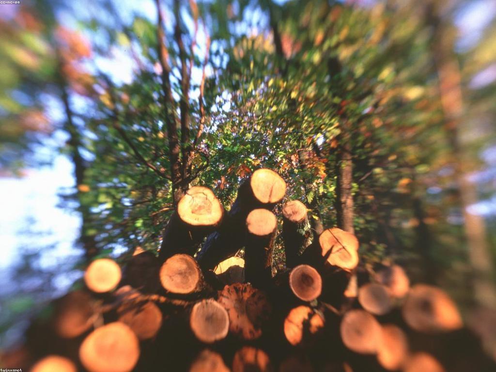 ផលប៉ះពាល់នៃម៉ាស៊ីនលើបរិស្ថាន